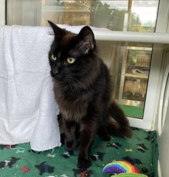 Domestic Medium Hair Cats Available for Adoption in Kansas City, Missouri - Bami | PetCurious