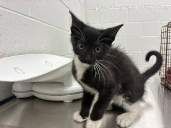 Domestic Short Hair Cats Available for Adoption in Ocala, Florida - A383091 | PetCurious