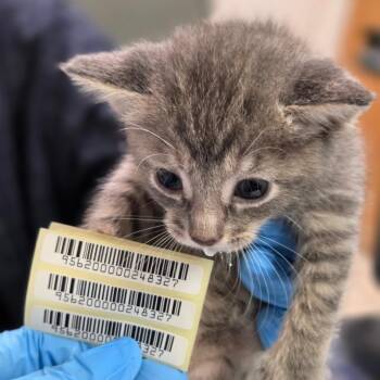 Leah Birch -  Domestic Short Hair Cat for Adoption in Charleston, West Virginia - Leah Birch | PetCurious