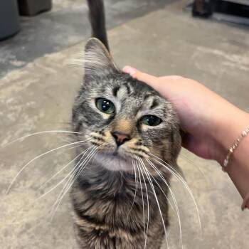 Eli Gemstone -  Domestic Medium Hair Cat Available for Adoption in Houston, Texas - Eli Gemstone | PetCurious