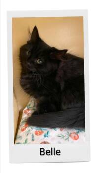 Belle -  Domestic Medium Hair Cat for Adoption in Caistor Centre, Ontario - Belle | PetCurious