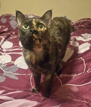 Gracie -  Tortoiseshell Cat for Adoption in Pittsburgh, Pennsylvania - Gracie | PetCurious