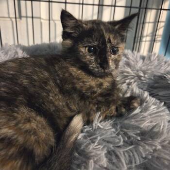 Deb -  Domestic Short Hair Cat Available for Adoption in Gibsonia, Pennsylvania - Deb | PetCurious