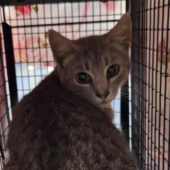 Domestic Short Hair Cats Available for Adoption in Montgomery, Alabama - Madison 2 | PetCurious