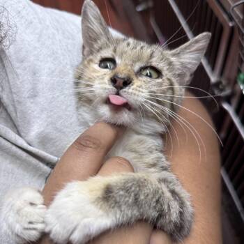 Aria -  Domestic Short Hair Cat for Adoption in Sunrise, Florida - Aria | PetCurious