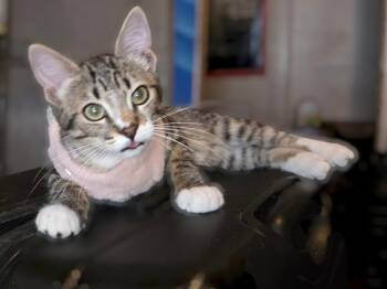 Gaia -  Tabby Cat for Adoption in Okemah, Oklahoma - Gaia | PetCurious