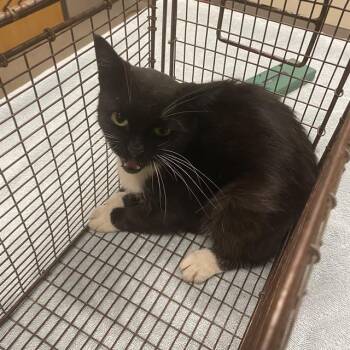 A614852 -  Domestic Short Hair Cat for Adoption in Modesto, California - A614852 | PetCurious