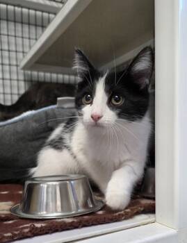 Rescue Domestic Short Hair Cats for Adoption in Neenah, Wisconsin - Moo Moo | PetCurious