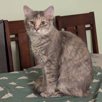 Rescue Domestic Short Hair Cats for Adoption in Leander, Texas - Burgundy | PetCurious