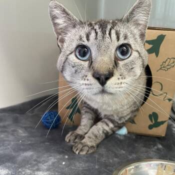 Smoke -  Domestic Short Hair Cat for Adoption in Saint Charles, Missouri - Smoke | PetCurious