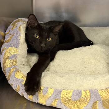 Bruce -  Domestic Short Hair Cat for Adoption in Wantagh, New York - Bruce | PetCurious