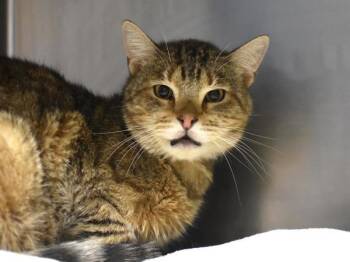 Domestic Short Hair Cats Available for Adoption - Bruce | PetCurious