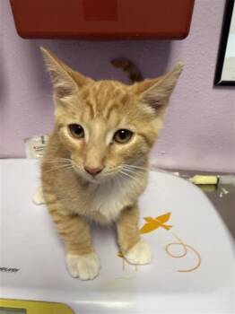 Kevin* -  Domestic Short Hair Cat for Adoption in El Paso, Texas - Kevin* | PetCurious