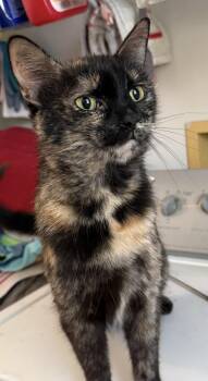 Domestic Short Hair Cats Available for Adoption - Fiebi | PetCurious