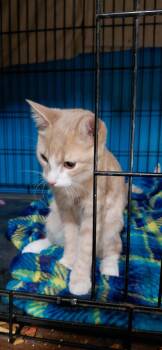 Cheeto -  Domestic Short Hair Cat for Adoption in Billings, Montana - Cheeto | PetCurious