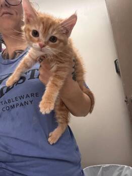 Marley -  Domestic Short Hair Cat for Adoption in New Cumberland, West Virginia - Marley | PetCurious
