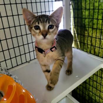 3 pink Scout -  Domestic Short Hair Cat for Adoption in Belfair, Washington - 3 Pink Scout | PetCurious