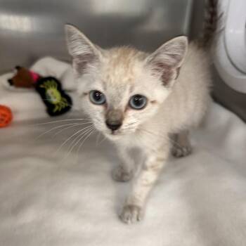 Cosmo -  Domestic Short Hair Cat for Adoption in Long Beach, California - Cosmo | PetCurious