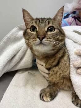 Wyoming -  Domestic Short Hair Cat for Adoption in East Amwell Township, New Jersey - Wyoming | PetCurious