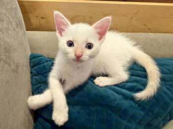 Pixiu -  Domestic Short Hair Cat for Adoption in Los Angeles, California - Pixiu | PetCurious