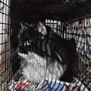 Domestic Long Hair Cats Available for Adoption - Fluffers Aka Fluffy | PetCurious