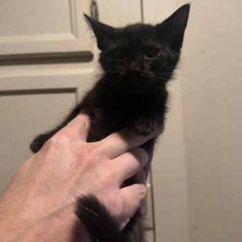 Keyla -  Domestic Short Hair Cat for Adoption in Richmond, Indiana - Keyla | PetCurious