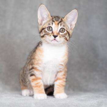 Eclair -  Domestic Short Hair Cat for Adoption in Sunnyvale, California - Eclair | PetCurious