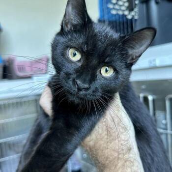 Maui -  Domestic Short Hair Cat for Adoption in Matteson, Illinois - Maui | PetCurious