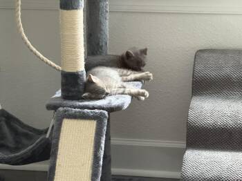 Rescue Domestic Medium Hair Cats for Adoption in Nocatee, Florida - Gimlet | PetCurious