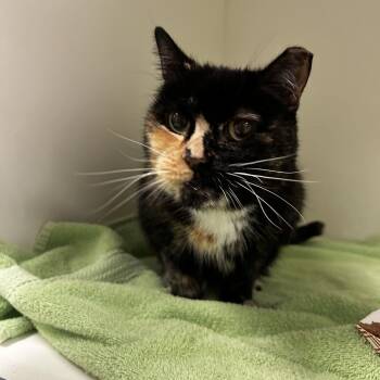Rescue Domestic Short Hair Cats for Adoption in Philadelphia, Pennsylvania - Trixie Cattel | PetCurious