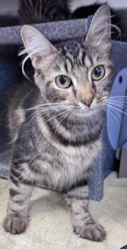 ASTERIA -  Domestic Medium Hair Cat for Adoption in Salisbury, North Carolina - ASTERIA | PetCurious