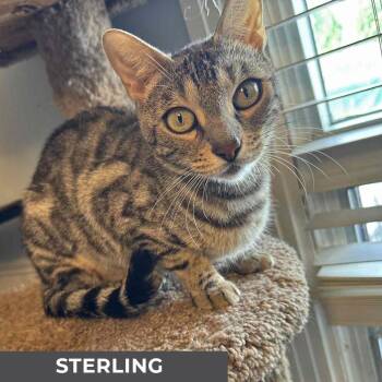 Rescue Domestic Short Hair and Bengal Cats for Adoption in Toronto, Ontario - Sterling | PetCurious