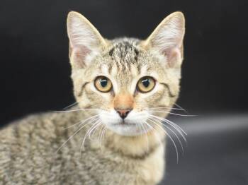 Princess Sisi -  Domestic Short Hair Cat for Adoption in Portland, Oregon - Princess Sisi | PetCurious