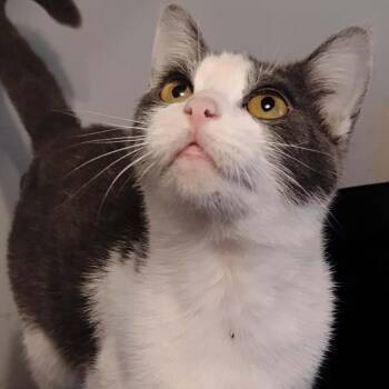 American Shorthair Cats Available for Adoption - Oreo | PetCurious