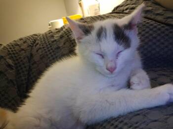 Domestic Short Hair Cats Available for Adoption - Sylvester | PetCurious