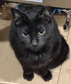 Domestic Short Hair and Bombay Cats Available for Adoption - Royal *foster Needed*  | PetCurious