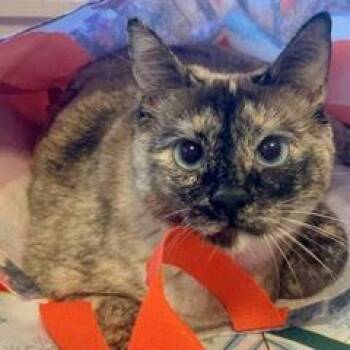 Shadow -  Siamese Cat for Adoption in Green Valley, Arizona - Shadow | PetCurious