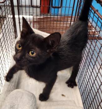 STORM -  Domestic Short Hair Cat for Adoption in San Antonio, Texas - STORM | PetCurious