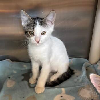 Little Sparrow -  Domestic Short Hair Cat for Adoption in Los Angeles, California - Little Sparrow | PetCurious