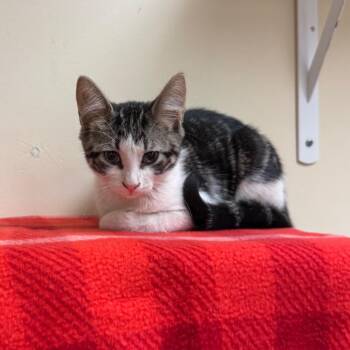Kylian -  Domestic Short Hair Cat for Adoption in Naperville, Illinois - Kylian | PetCurious