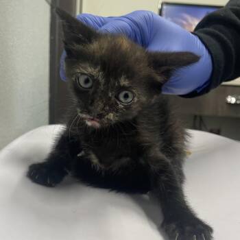 Ash -  Domestic Short Hair Cat for Adoption in Tampa, Florida - Ash | PetCurious