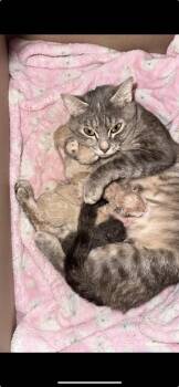 Domestic Short Hair Cats Available for Adoption in Rome, Georgia - Tuggle Mom (Legumes) | PetCurious