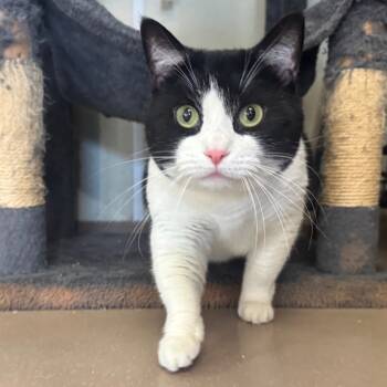 Rescue Domestic Short Hair Cats for Adoption - Ethel | PetCurious