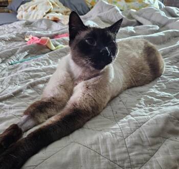 Siamese Cats Available for Adoption in Kenosha, Wisconsin - GRAVY | PetCurious