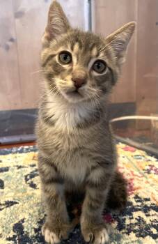 Rescue Domestic Short Hair Cats for Adoption in Othello, Washington - Callisto | PetCurious