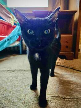 Rescue Domestic Short Hair Cats for Adoption in East Amherst, New York - SugarCone | PetCurious