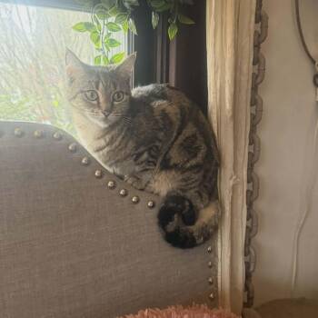 Tabby and Domestic Short Hair Cats Available for Adoption in Gladstone, Oregon - Emmie | PetCurious