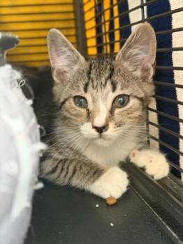 CORMORANT -  Domestic Short Hair Cat for Adoption in Hagerstown, Maryland - CORMORANT | PetCurious