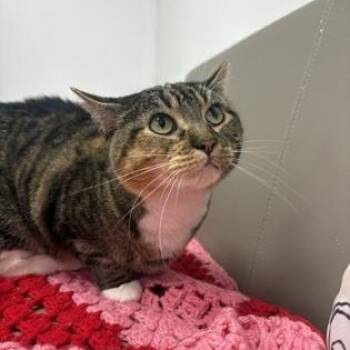 KitKat -  Domestic Short Hair Cat for Adoption in Lake Tapwingo, Missouri - KitKat | PetCurious