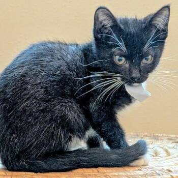 Rescue Domestic Short Hair Cats for Adoption in Madison, Wisconsin - Johnny Walker | PetCurious